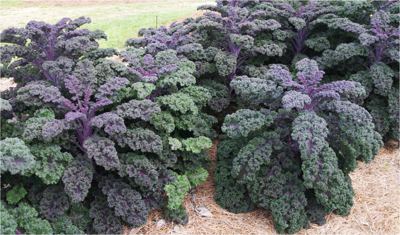 Kale Redborjpg